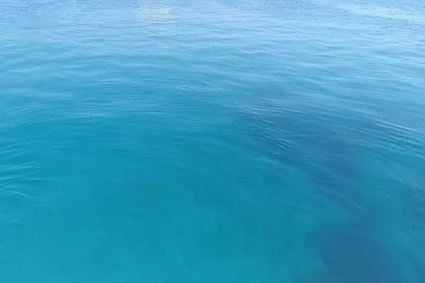 Bodrum Orak Adası Tekne Turu I Bodrumdayız - Resim 4