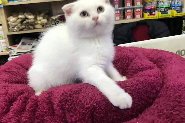 Moby Dıck Pet Shop - Resim 4