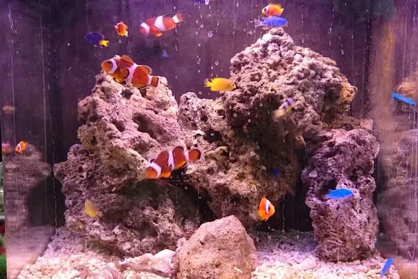 Moby Dıck Pet Shop - Resim 6