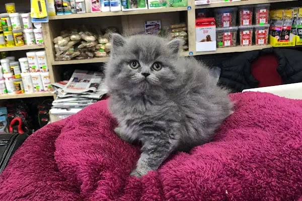 Moby Dıck Pet Shop - Resim 2