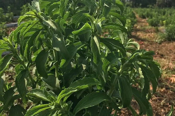Balcı Stevia - Resim 1