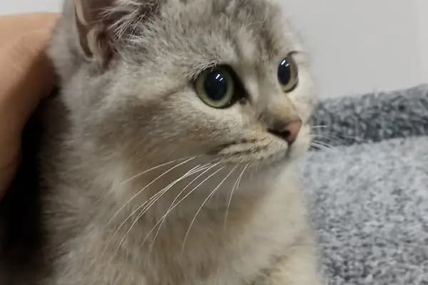 ARS PETSHOP PERAKENDE - Resim 5