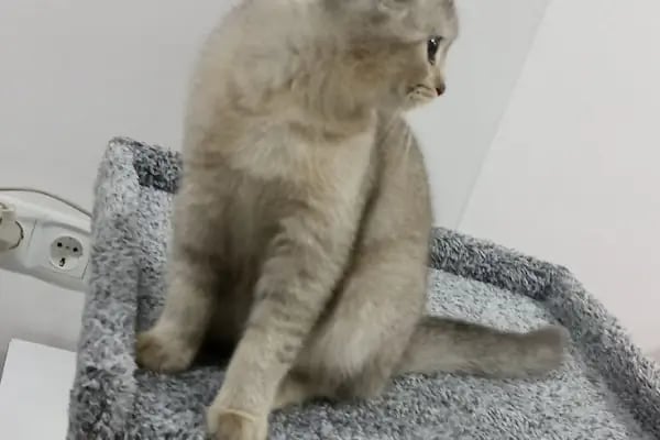 ARS PETSHOP PERAKENDE - Resim 4