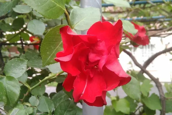 Bağcılar Belediyesi Küçük Parkı - Resim 1