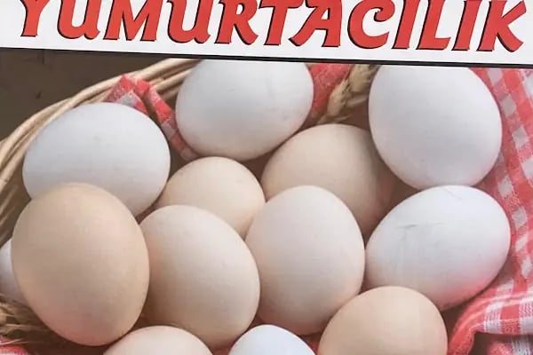 BURAK AYDIN YUMURTACILIK - Resim 2