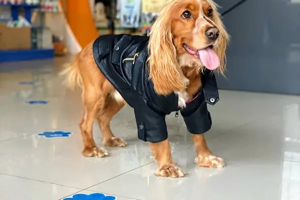 Truva Veteriner Kliniği - Resim 10