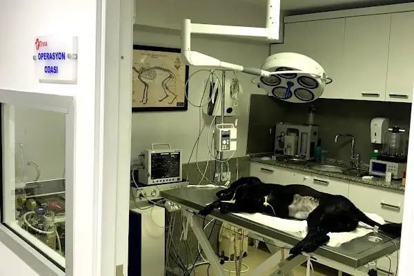 Truva Veteriner Kliniği - Resim 11