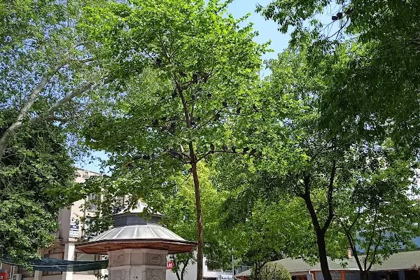 Vali Hüseyin Öğütçen Parkı - Resim 3