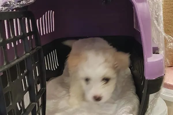 GRY PET SHOP - Resim 8