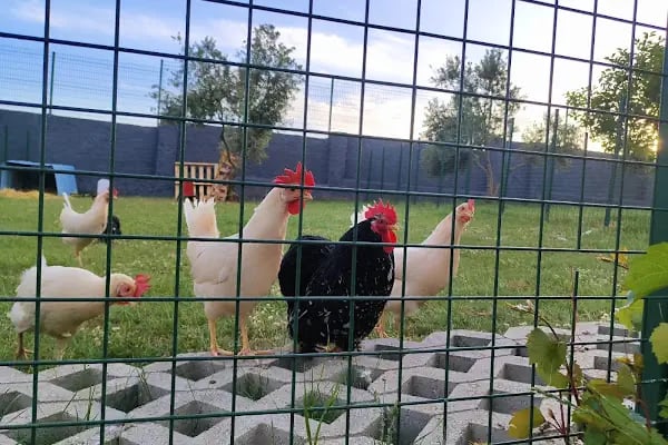 Park Petpoint Tuğba - Resim 7