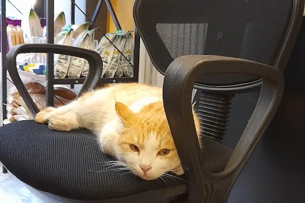 Mia Pets Akşehir - Resim 3