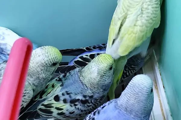 Mia Pets Akşehir - Resim 6