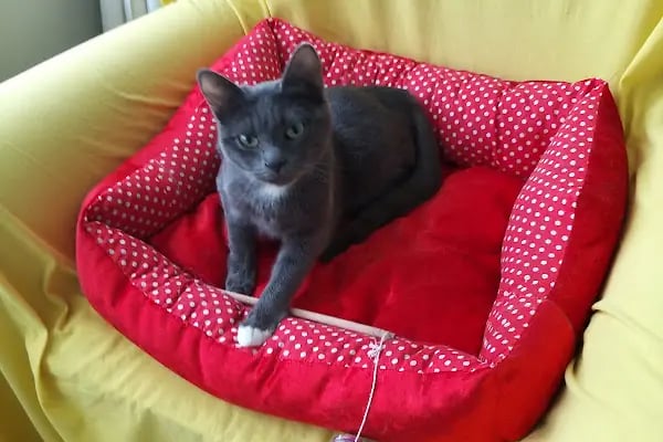 Mia Pets Akşehir - Resim 9