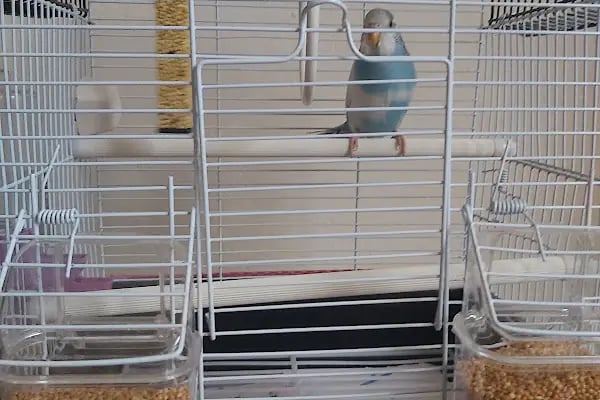 Mia Pets Akşehir - Resim 12