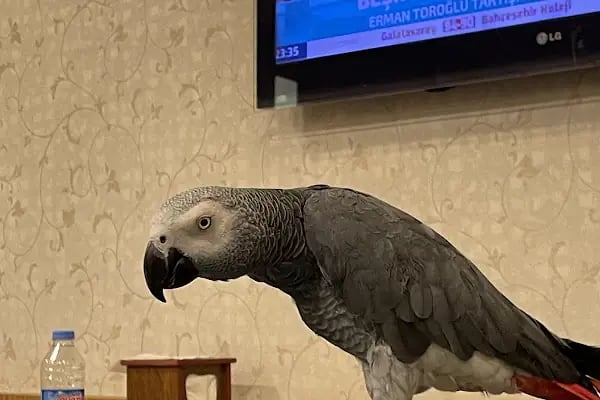 47 DENT AĞIZ VE DİŞ SAĞLIĞI POLİKLİNİĞİ - Resim 4