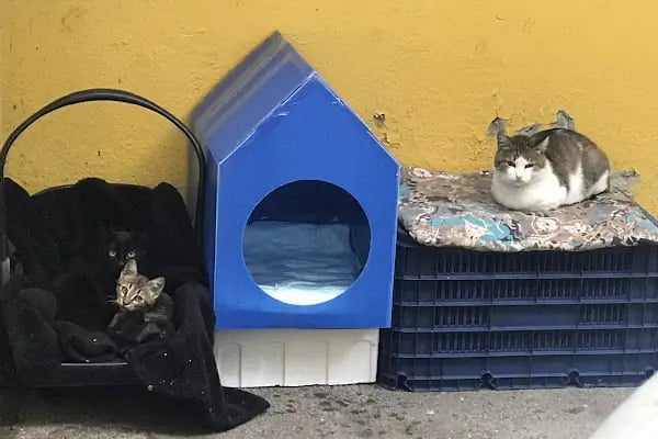 Chaplin Pet Shop - Resim 5