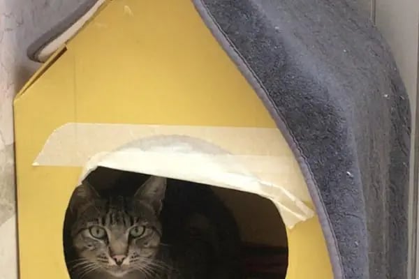 Chaplin Pet Shop - Resim 9