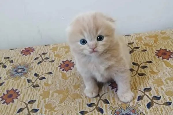 Akyurt av pet shop akvaryum MKE bayi - Resim 5