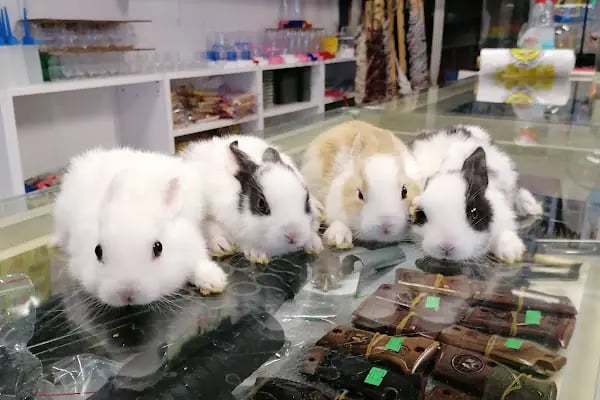 Akyurt av pet shop akvaryum MKE bayi - Resim 20