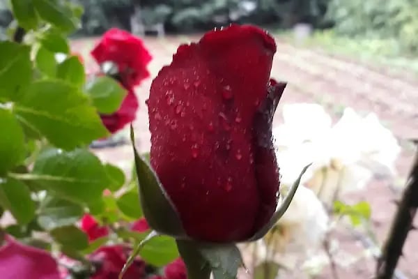 Maraşal Fevzi Çakmak Parkı - Resim 4