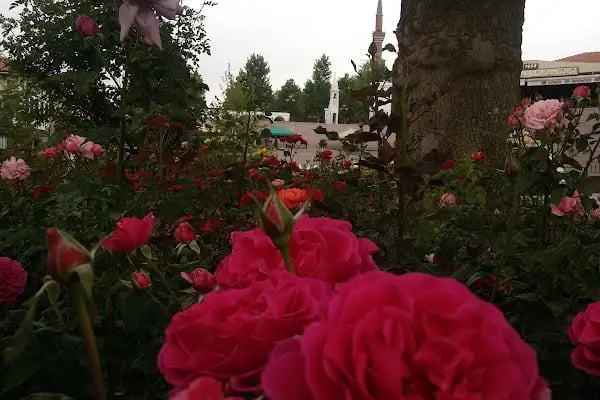 Gül Kahve - Resim 11