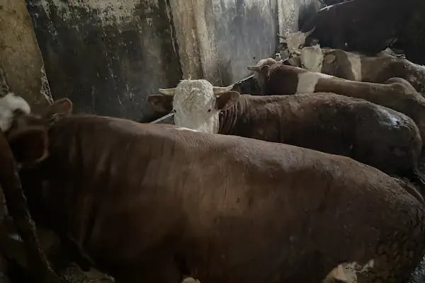 Arnavutköy Şehir Adakçısı - Resim 18