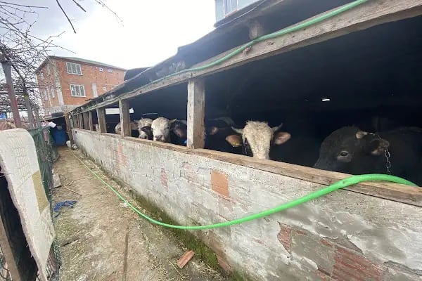 Arnavutköy Şehir Adakçısı - Resim 10
