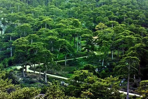 Yavuz Selim Parkı - Resim 17