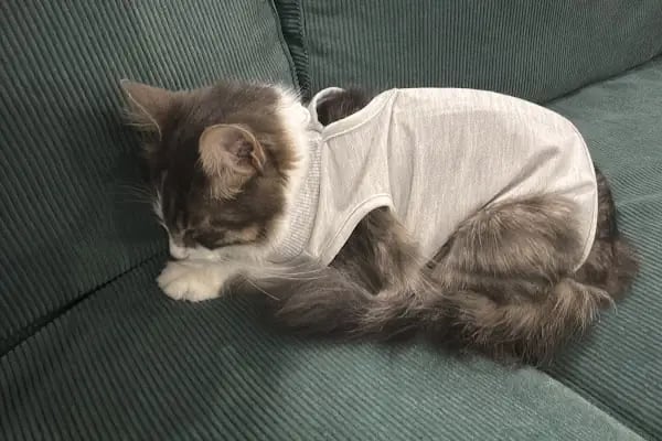 Bahçelievler Mahmutbey Veteriner Kliniği 7/24 - Resim 8