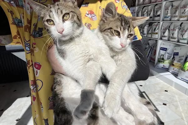 Bahçelievler Mahmutbey Veteriner Kliniği 7/24 - Resim 6