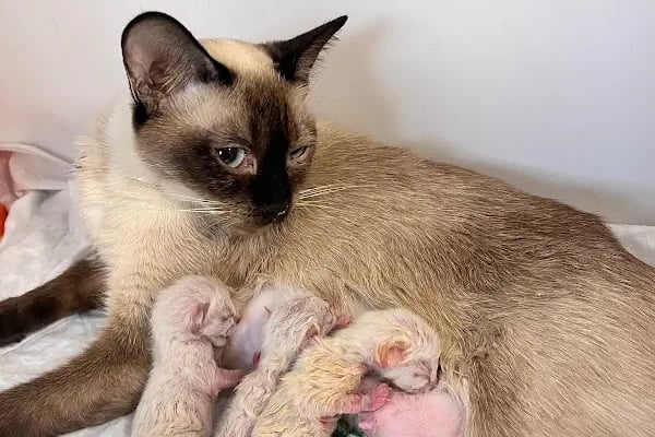 Bahçelievler Mahmutbey Veteriner Kliniği 7/24 - Resim 4
