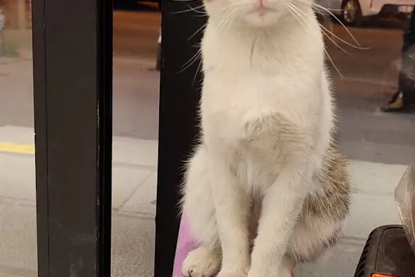 Bahçelievler Mahmutbey Veteriner Kliniği 7/24 - Resim 7