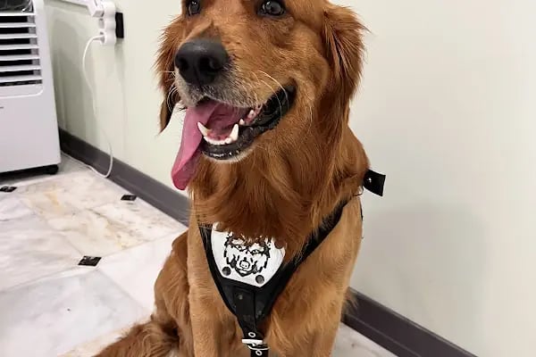 Bahçelievler Mahmutbey Veteriner Kliniği 7/24 - Resim 3