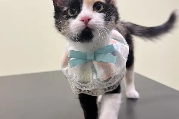 Bahçelievler Mahmutbey Veteriner Kliniği 7/24 - Resim 9
