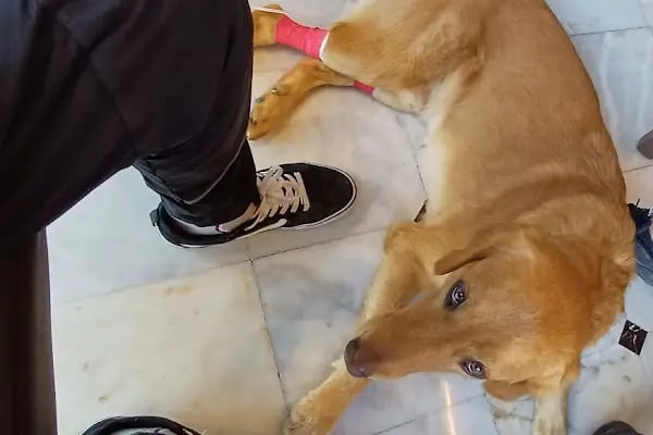 Bahçelievler Mahmutbey Veteriner Kliniği 7/24 - Resim 16