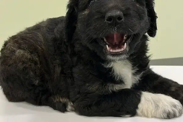 Bahçelievler Mahmutbey Veteriner Kliniği 7/24 - Resim 14