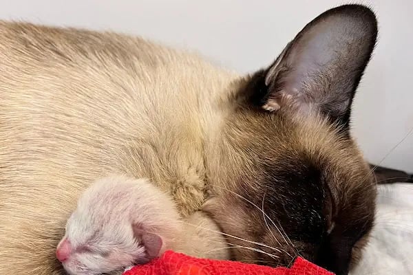 Bahçelievler Mahmutbey Veteriner Kliniği 7/24 - Resim 2