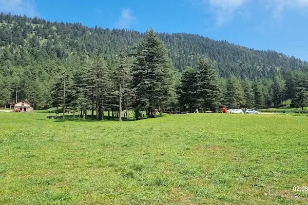 Başkonuş Yaylası Orman Evleri - Resim 10