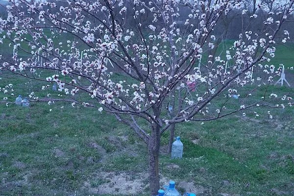 Çinili Mescidi - Resim 4