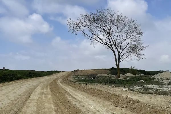 Osman tosun kral ağacı - Resim 2