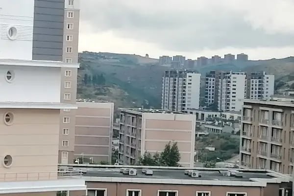 Osman tosun kral ağacı - Resim 4
