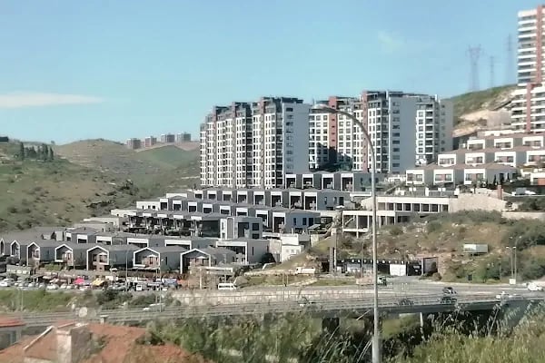 Osman tosun kral ağacı - Resim 3