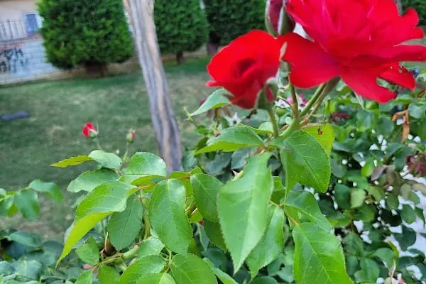 Şht. Rafet Uçankuş Parkı - Resim 3