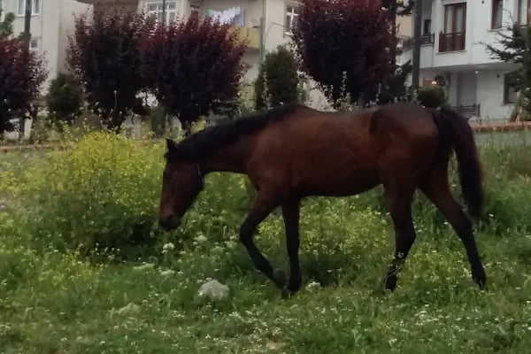 Şht. Rafet Uçankuş Parkı - Resim 20