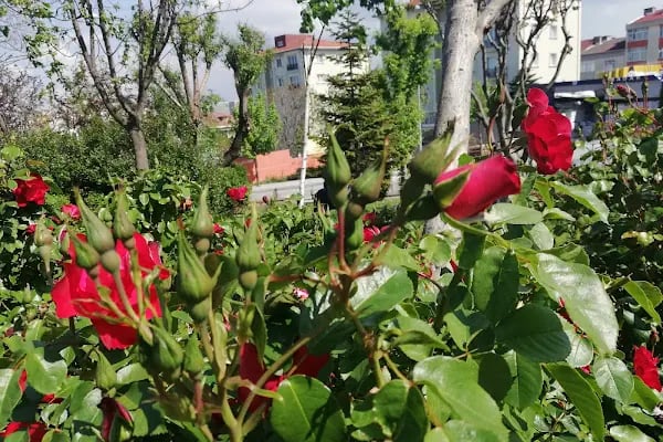 Şht. Rafet Uçankuş Parkı - Resim 8
