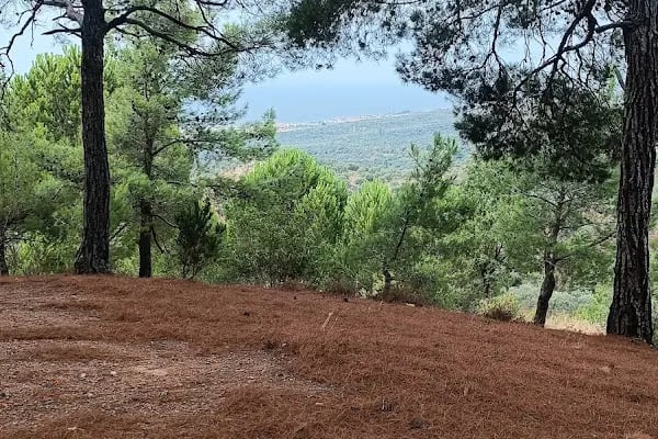 Tahtakuslar Mezarlığı - Resim 8