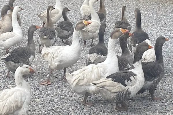 Yakaköy Mesire ve Piknik Alanı - Resim 10