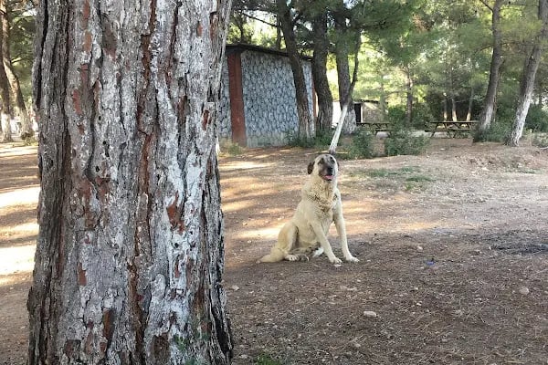 Yakaköy Mesire ve Piknik Alanı - Resim 8