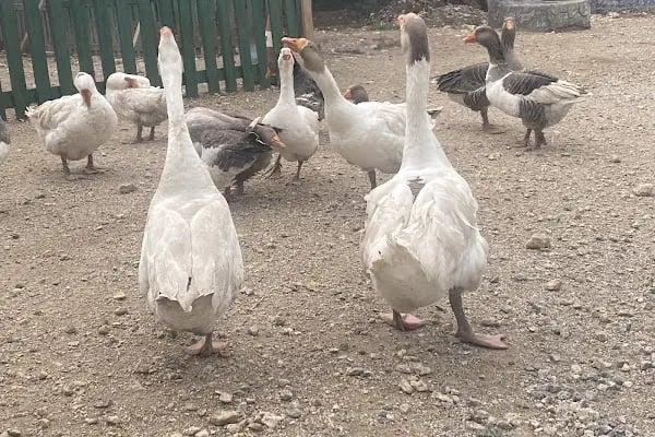 Yakaköy Mesire ve Piknik Alanı - Resim 17