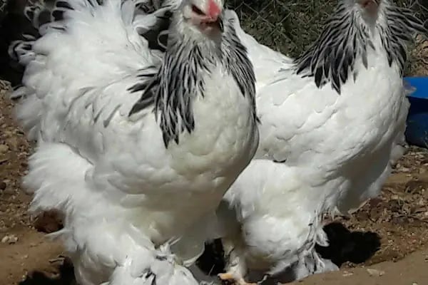 Kanatlı Bahçem - Resim 12